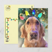 Postkruising - Kerstmis van Nova Golden Retriever Briefkaart (Voorkant / Achterkant)