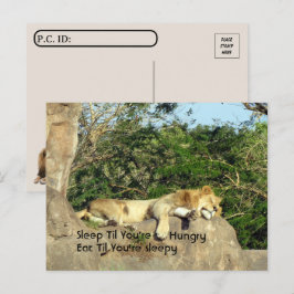 Postkruising - Lion Slaap tot je hongerige prijsop Briefkaart