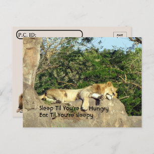 Postkruising - Lion Slaap tot je hongerige prijsop Briefkaart