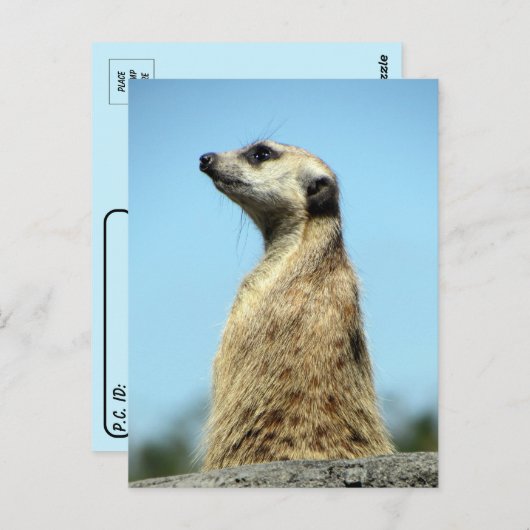 Postkruising - Meerkat over het Wenskaart van Patr Briefkaart (Voorkant / Achterkant)