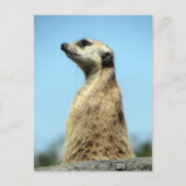 Postkruising - Meerkat over het Wenskaart van Patr Briefkaart (Voorkant)