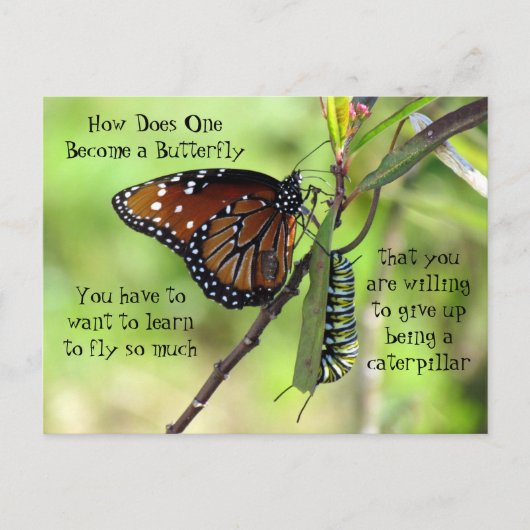 Postkruising: Monarch Butterfly & Caterpijler Briefkaart (Voorkant)