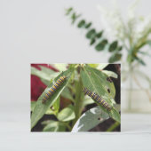 Postkruising - Monarch vlinderpijlers Briefkaart (Staand voorkant)