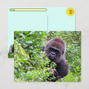 Postkruising Peek-A-Boo Gorilla met ID # Box Briefkaart