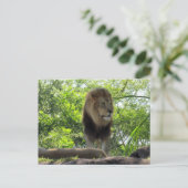 Postkruising - Pic of a lion Briefkaart (Staand voorkant)
