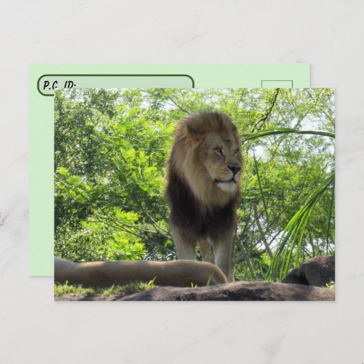 Postkruising - Pic of a lion Briefkaart (Voorkant / Achterkant)
