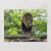 Postkruising - Pic of a lion Briefkaart (Voorkant)