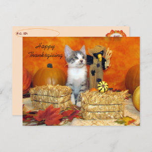 Postkruising Porkchop Cat / Kitten Briefkaart