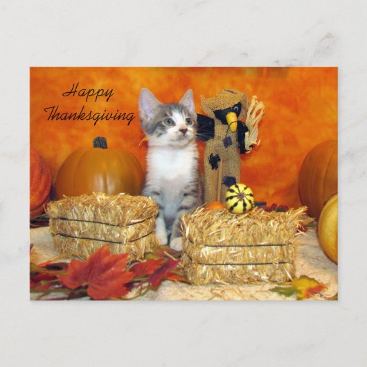 Postkruising Porkchop Cat / Kitten Briefkaart (Voorkant)