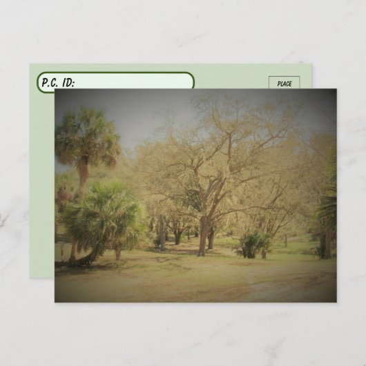 Postkruising Quaint Florida Forest Scene Briefkaart (Voorkant / Achterkant)