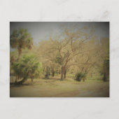 Postkruising Quaint Florida Forest Scene Briefkaart (Voorkant)