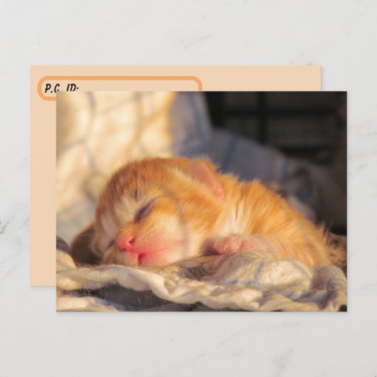 Postkruising Sleeping Baby Kitten met ID Box Briefkaart (Voorkant / Achterkant)
