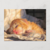 Postkruising Sleeping Baby Kitten met ID Box Briefkaart (Voorkant)