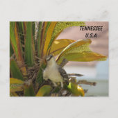 Postkruising Tennessee State Bird ID Box Briefkaart (Voorkant)