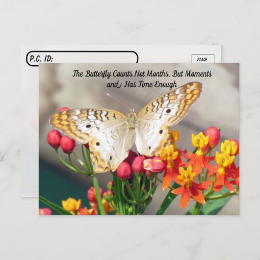 Postkruising - White Peacock Butterfly Quote Briefkaart (Voorkant / Achterkant)