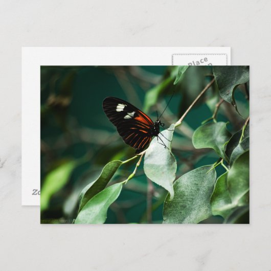 Postman 184 Briefkaart (Voorkant / Achterkant)