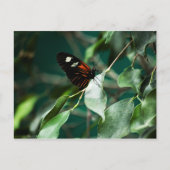 Postman 184 Briefkaart (Voorkant)