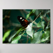 Postman 184 Print (Voorkant)