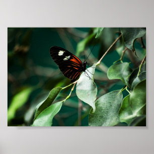 Postman 184 Print