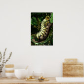 Postman Caterpijler Poster (Keuken)