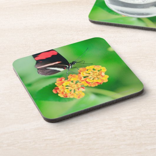 Postman rosina vlinder die nectar van bier onderzetter (Linkerzijde)