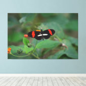 Postmanvlinder Canvas Afdruk (Insitu (Houten vloer))
