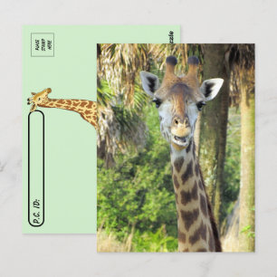 Postovergangen - Gekke Briefkaart van de Giraffe
