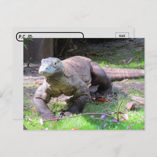 Postoversteken - Komodo Dragon Ziet er lekker uit Briefkaart (Voorkant / Achterkant)