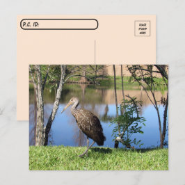 Postovertocht - Limpkin op het Briefkaart van het 