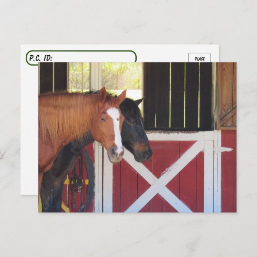 Postovertocht - Paarden in het Stable Briefkaart (Voorkant / Achterkant)