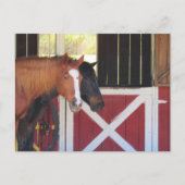 Postovertocht - Paarden in het Stable Briefkaart (Voorkant)