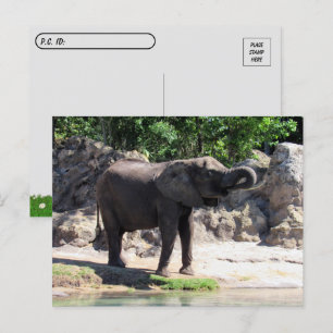 Postovertocht - Pic of a African Elephant Briefkaa Briefkaart