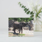 Postovertocht - Pic of a African Elephant Briefkaa Briefkaart (Staand voorkant)