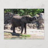 Postovertocht - Pic of a African Elephant Briefkaa Briefkaart (Voorkant)
