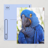 Postovertocht - Pic of a Blue and Gold Macaw Briefkaart (Voorkant / Achterkant)
