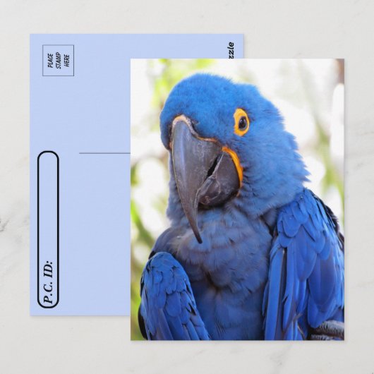 Postovertocht - Pic of a Blue and Gold Macaw Briefkaart (Voorkant / Achterkant)