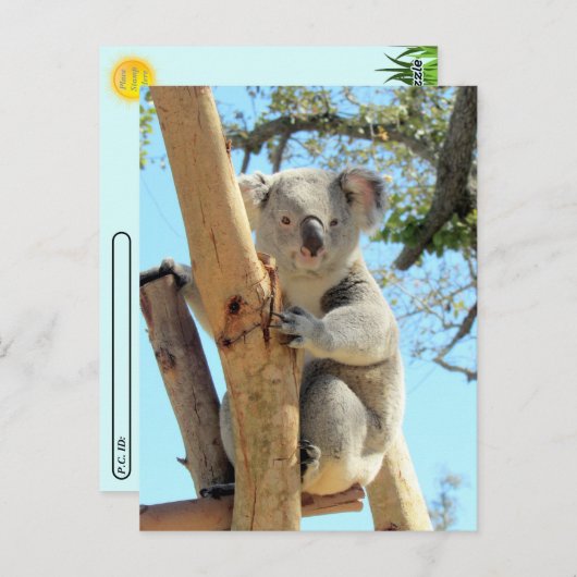 Postovertocht - Pic of Koala Briefkaart (Voorkant / Achterkant)