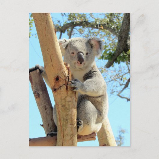 Postovertocht - Pic of Koala Briefkaart (Voorkant)