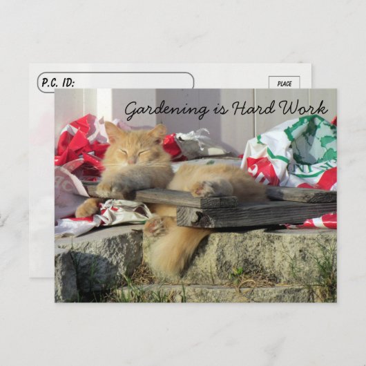 Postovertocht - Simba het Briefkaart van de kat in (Voorkant / Achterkant)