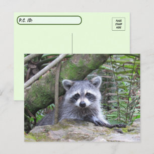 Postoverweg Pic of An Schattig Baby Raccoon Briefkaart