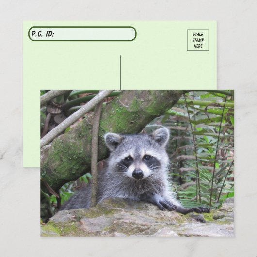 Postoverweg Pic of An Schattig Baby Raccoon Briefkaart (Voorkant / Achterkant)