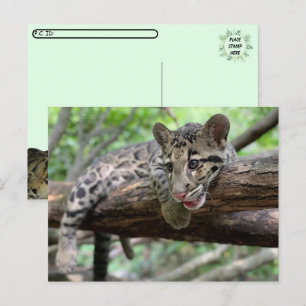 Postoverweg Pic of Clouded Leopard Cub Briefkaart