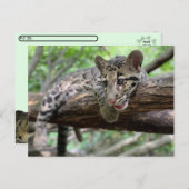 Postoverweg Pic of Clouded Leopard Cub Briefkaart (Voorkant / Achterkant)