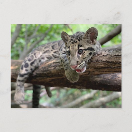 Postoverweg Pic of Clouded Leopard Cub Briefkaart (Voorkant)