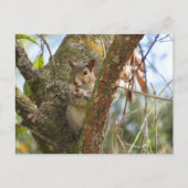 Postoverweg Pic van een Schattige eekhoorn Briefkaart (Voorkant)