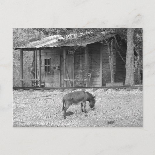 Posttransend Cabine en Donkey in B&W-Briefkaart Briefkaart (Voorkant)