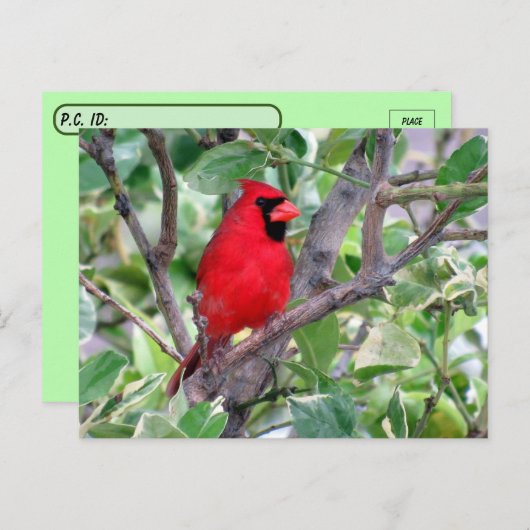 Posttransend Handsome Male Kardinaal Briefkaart (Voorkant / Achterkant)