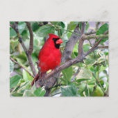 Posttransend Handsome Male Kardinaal Briefkaart (Voorkant)