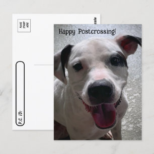 Posttransingsmajoor de Pit Bull-Briefkaart Briefkaart