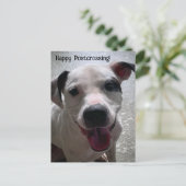 Posttransingsmajoor de Pit Bull-Briefkaart Briefkaart (Staand voorkant)